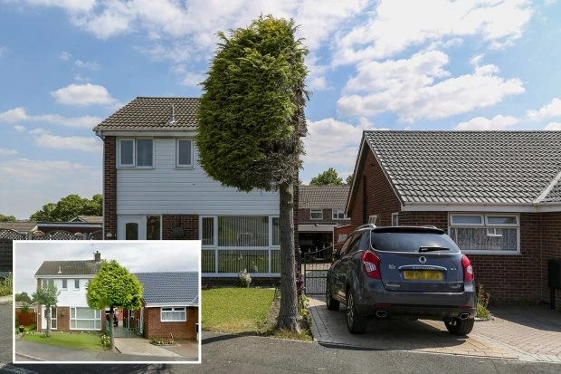 'Petty' neighbour saws tree EXACTLY in half after driveway row