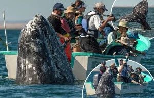 Whale watchers look opposite way as monster mammal looms behind boat