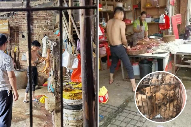 Dogs held at meat festival slaughterhouses BLOWTORCHED before being chopped up