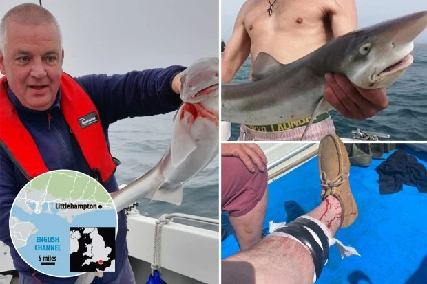 Man left bloodied after being attacked by shark off West Sussex coast