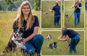 Deaf collie can now round up sheep again after being taught sign language