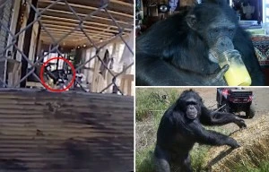 Shock moment pet chimp is shot dead after savagely mauling owner's daughter
