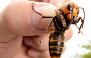 ‘Murder hornet’ found near Seattle as experts warn bugs pose ‘serious danger’