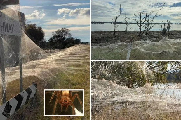 Eerie cobwebs blanket Australia in 'spider apocalypse’ after biblical mouse plague
