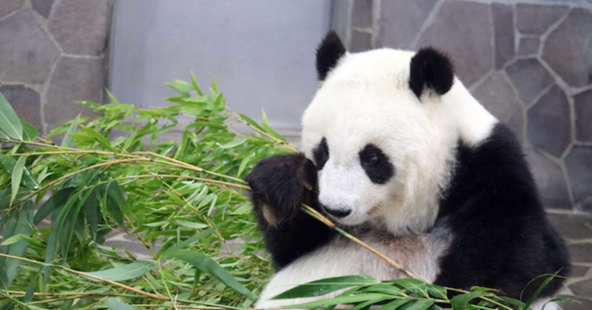 動物園のパンダが逃げちゃった…！飼育員さんとパンダの愉快な攻防