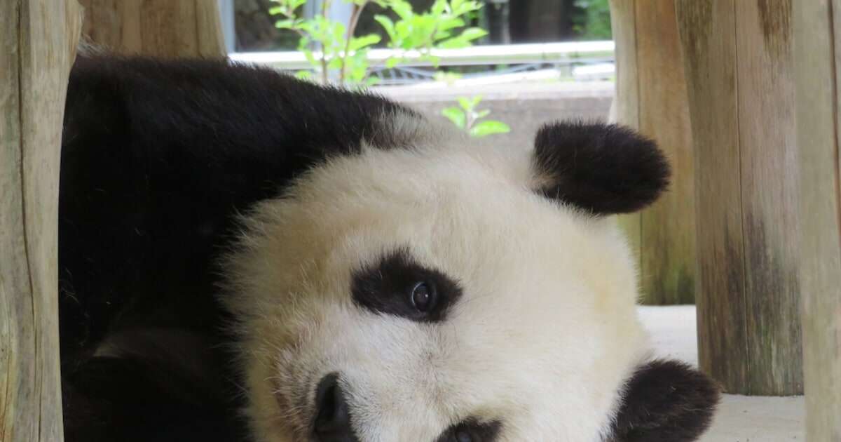 「何をしてもかわいい」飼育員さんも思わず破顔した、動物園のパンダの激レア「しゃっくり」の瞬間！