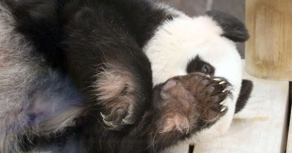 かまってほしい動物園のパンダと飼育員さんのやりとりが幸せすぎる…！