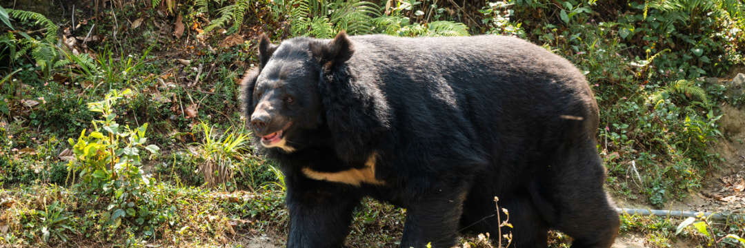 「クマ避けの鈴」を過信してはいけない…研究者が実感する、クマに起きた「最悪の変化」