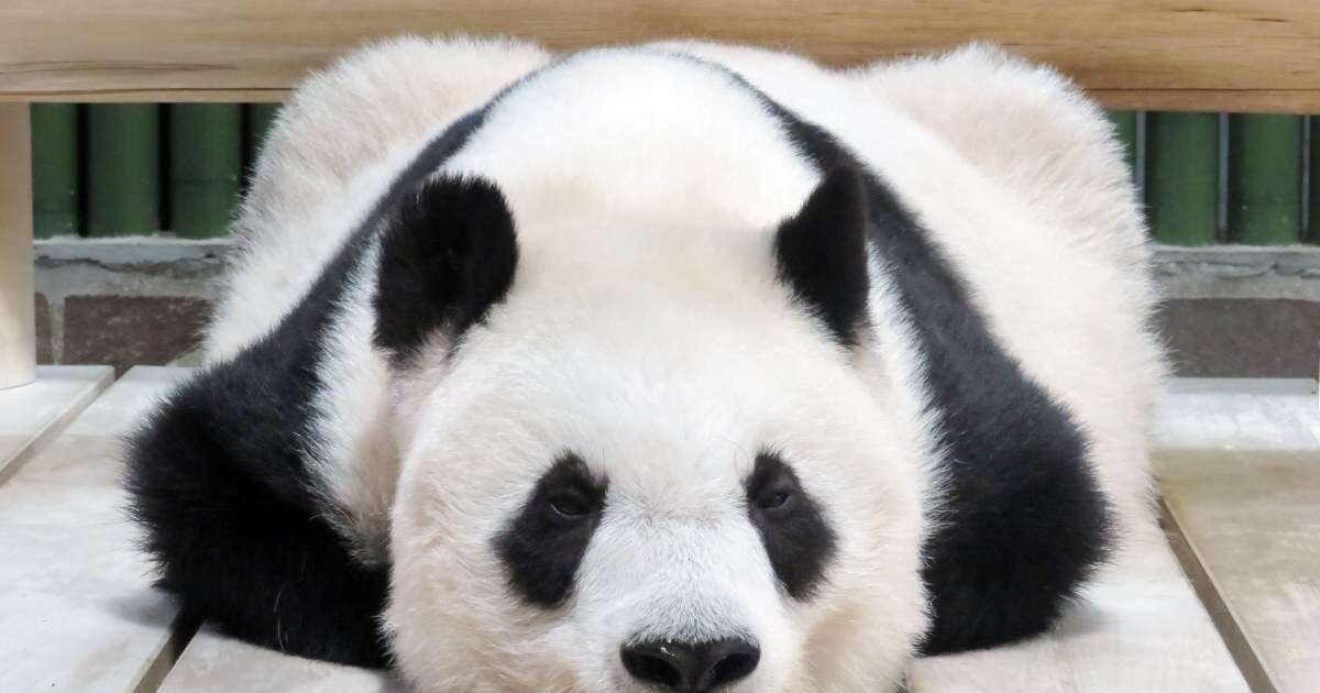 飼育員さんの気配を察知…！動物園のパンダの「特殊能力」が愛おしすぎる！