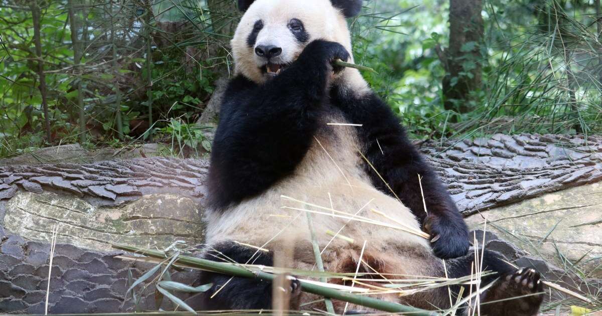 中国に返還されたパンダのシャンシャンに会いに行ったら…現地の中国人が「日本のファン」に思わず感動してしまった理由