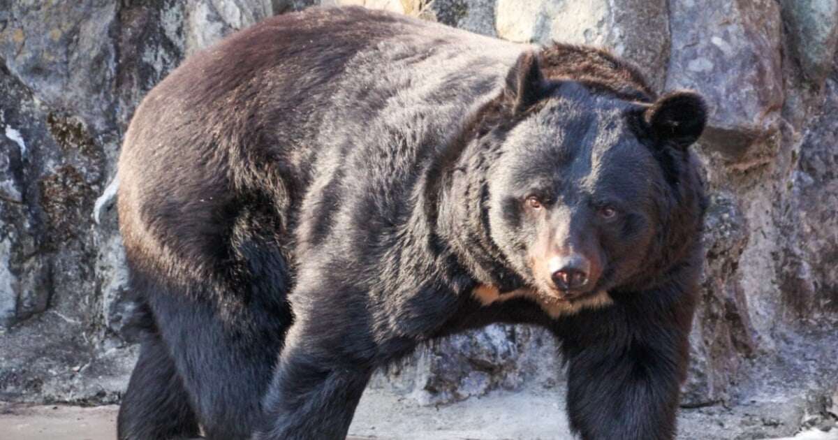 「警察の中に山やクマの習性に詳しい者がいない」「後方に陣取るだけ」…猟友会のハンターが明かす、「クマ被害は人災」と言えるワケ