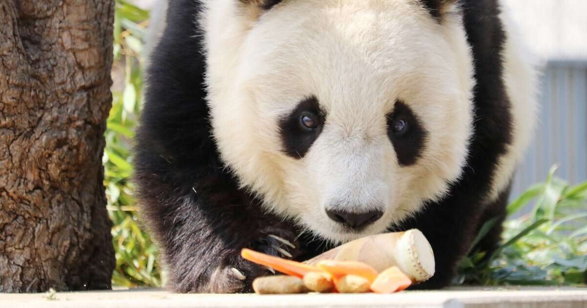 動物園のパンダがカメラの死角で「かくれんぼ」でも飼育員さんを見つけると、つい出てきちゃうんです