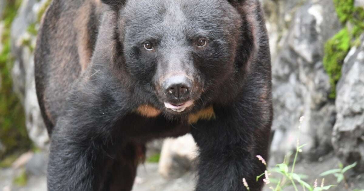 「自治体は出動要請するだけ」「責任はすべて猟友会」…ベテランのクマ撃ちが訴える、市民の生命を守らない国と警察の罪深さ