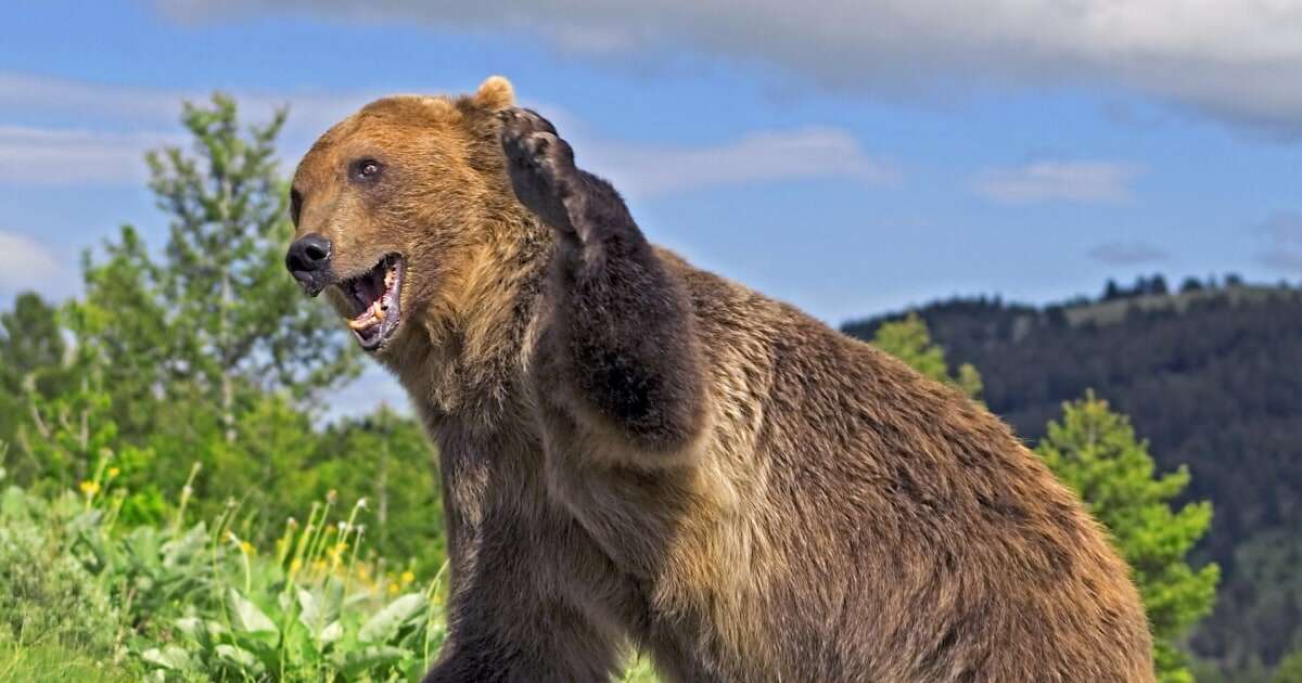 「クマの初手は左が多い」...一撃で「鼻が半分取れ」「眼球破裂」「顔の右側が消えた」《被害者たちの貴重証言》「クマは左手で攻撃する」