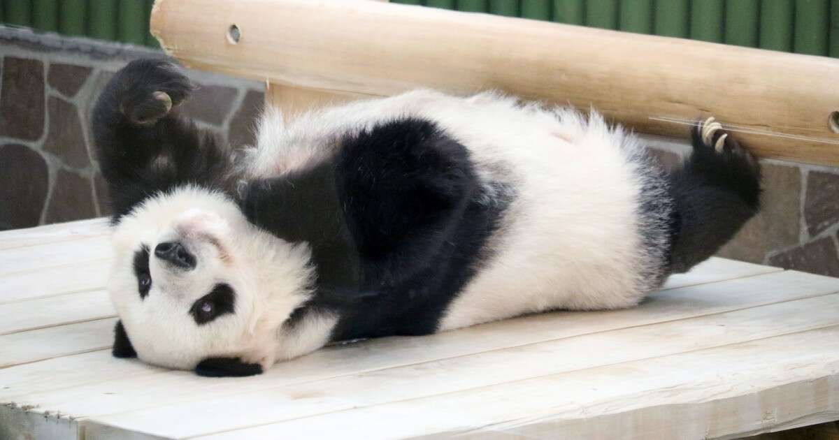 動物園のパンダの激レア「隠し撮り」ショットにファン大注目「ビックリ顔かわいい！」