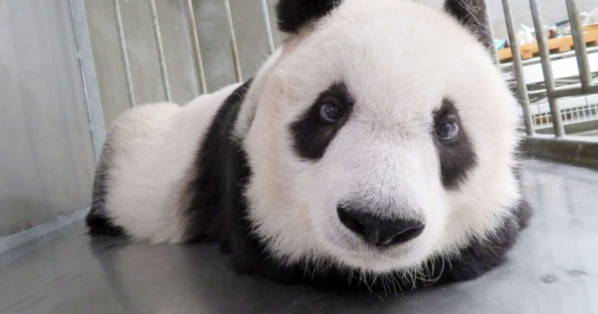 まさかの恐怖映像が…？動物園のパンダが深夜に「何かをじっと見つめている」姿が話題に