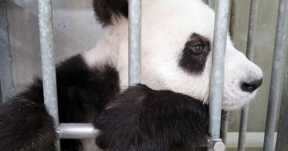 この写真、ずっと眺めていられる…動物園のパンダの「思いっきりリラックス」した姿が大反響！