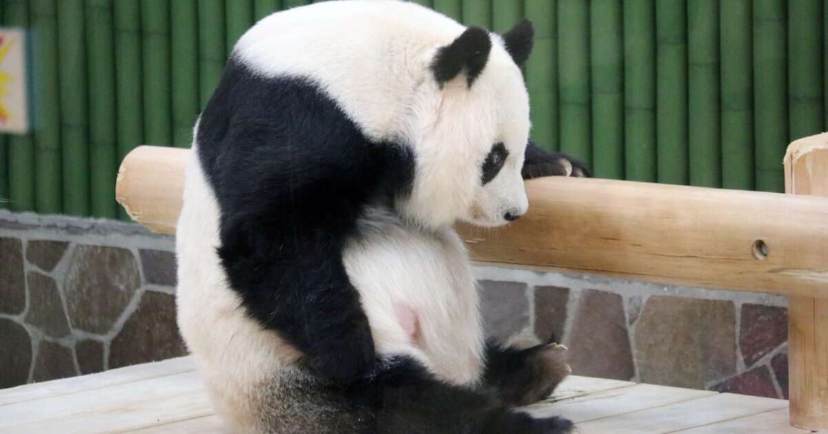 動物園のパンダ、寝相がまさかの「富士山」に…「これはおめでたい」と大反響！