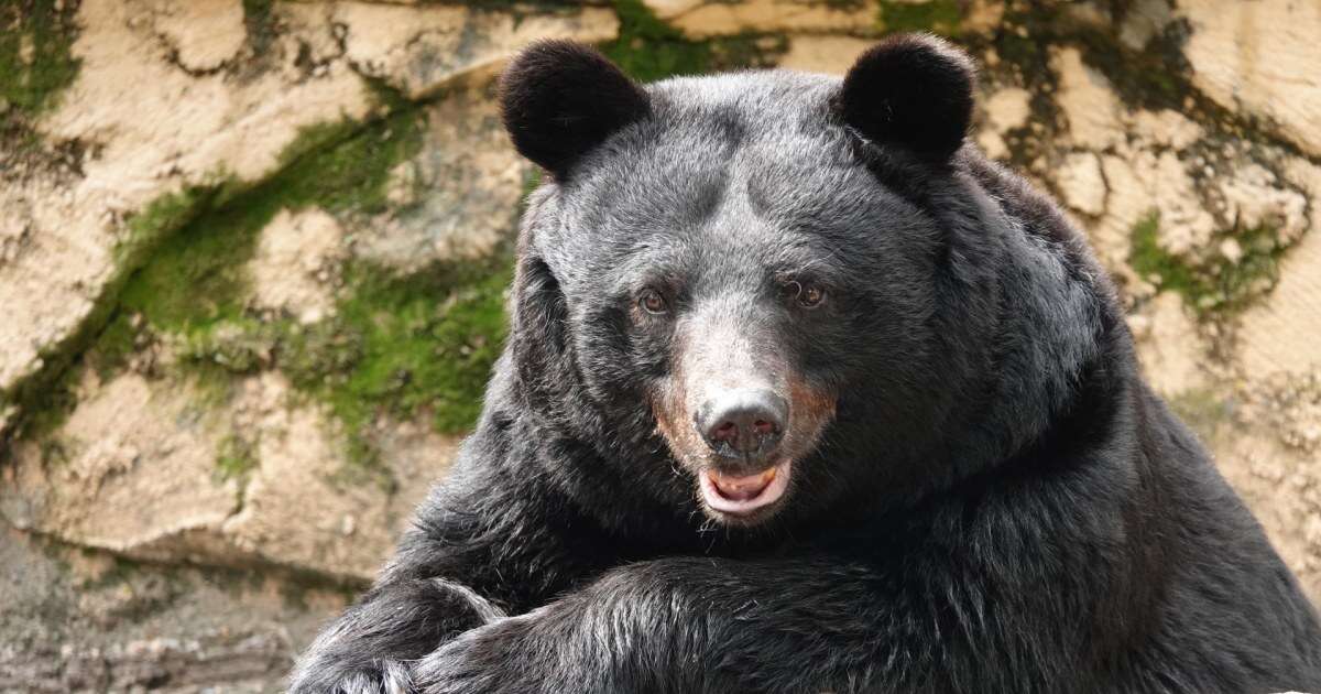 地元猟友会の男性が危惧！秋田の山中に出没した「人喰いグマ」は、本当にツキノワグマなのか…指摘されている「ヒグマとの交配」の可能性