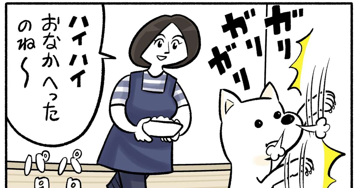 【マンガ】「もうしばらくはこのままで...」 我が家で白柴・咲が破ったカーテンが放置される「かわいすぎる理由」とは