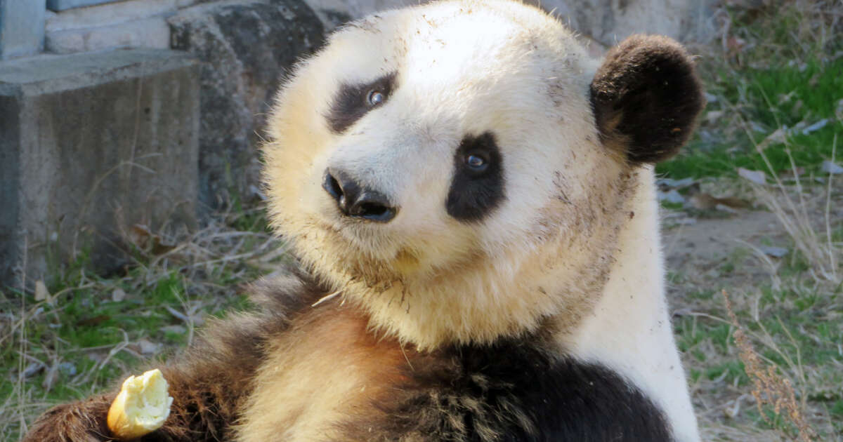 「鼻息で訴えていますね」飼育員さんも思わず笑ってしまった、動物園のパンダがこれでもかと「圧をかける」瞬間…！