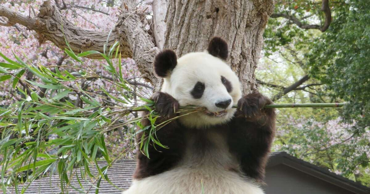 パンダの命を預かるために「自分たちが変わらなければ…」動物園の飼育員さんの決意と苦節10年にわたる特訓の日々