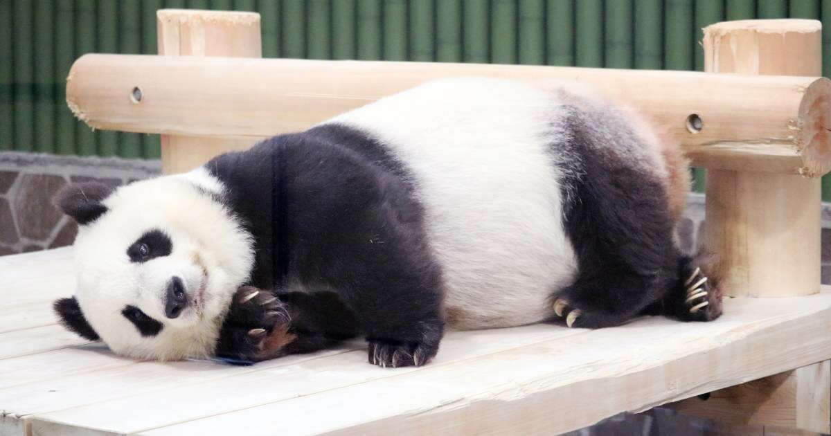 「七夕のことをすっかり忘れていた…！」慌てる動物園の飼育員さんとパンダのやりとりが楽しすぎる