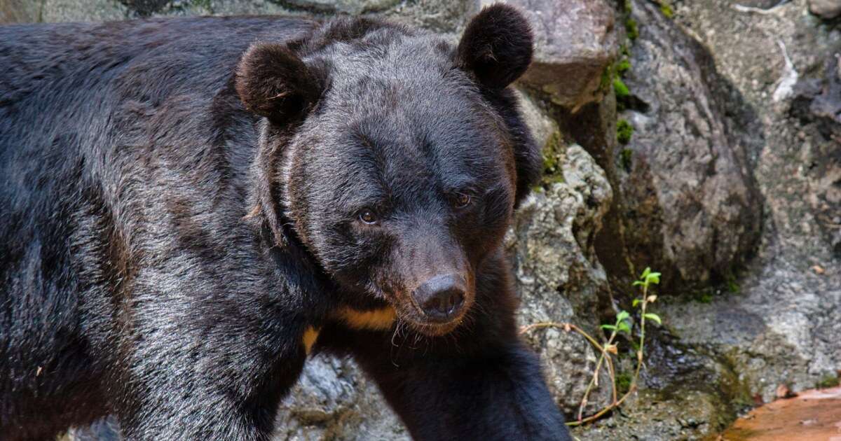 「ウチらは警察や役所の下請けじゃない！」猟友会のクマ撃ちが激怒…出動要請されても協力したくない「本当の理由」