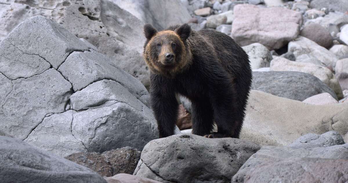 ヒグマ猟友会が駆除拒否報道の「ほんとうの原因」…当事者ハンターが明かす「警察に訴えた人物」の存在