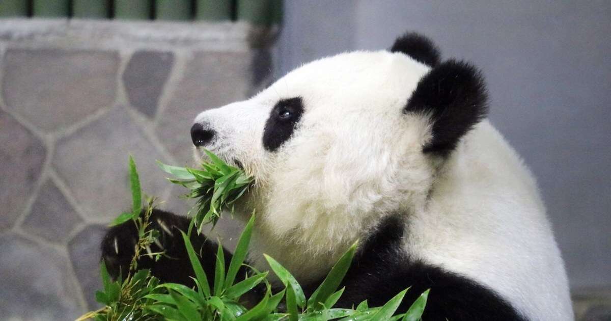 動物園のパンダのために飼育員さんが作った「かき氷ケーキ」と「ハンバーガーセット」その完成度が高すぎた…！