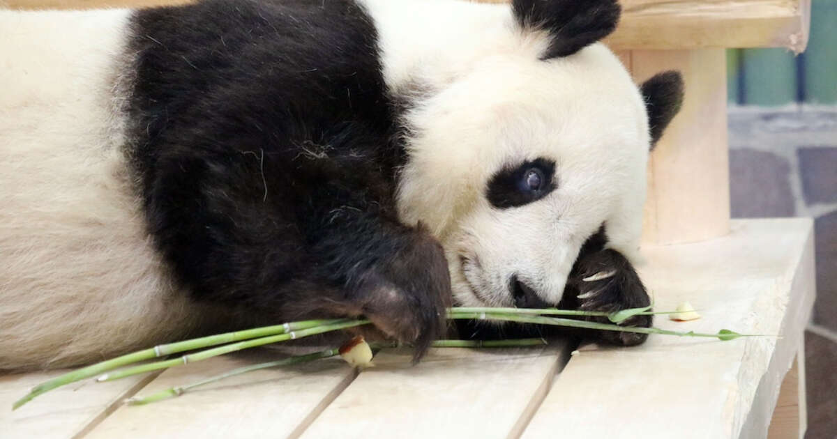 動物園のパンダに学ぶ、やる気を「オフからオン」にする方法