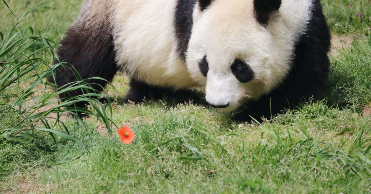 「食べたあと、満足して寝る…」これが最強！な動物園のパンダのルーティンをご存知ですか？