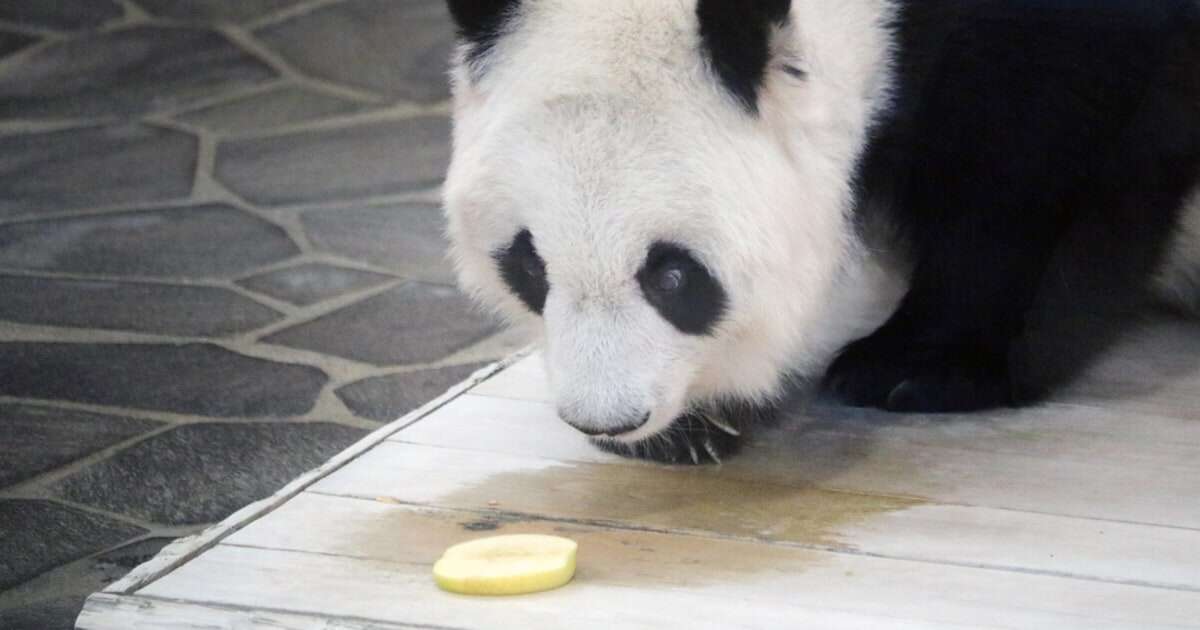 「今は俺も甘々だよ」動物園のパンダをつい甘やかしちゃう飼育員さんの“本音”が尊すぎる