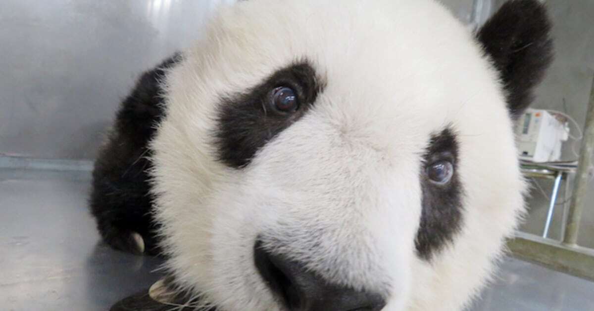 「嫌われちゃうのは、しょうがないかも…」動物園の“獣医さん”の切なすぎる本音