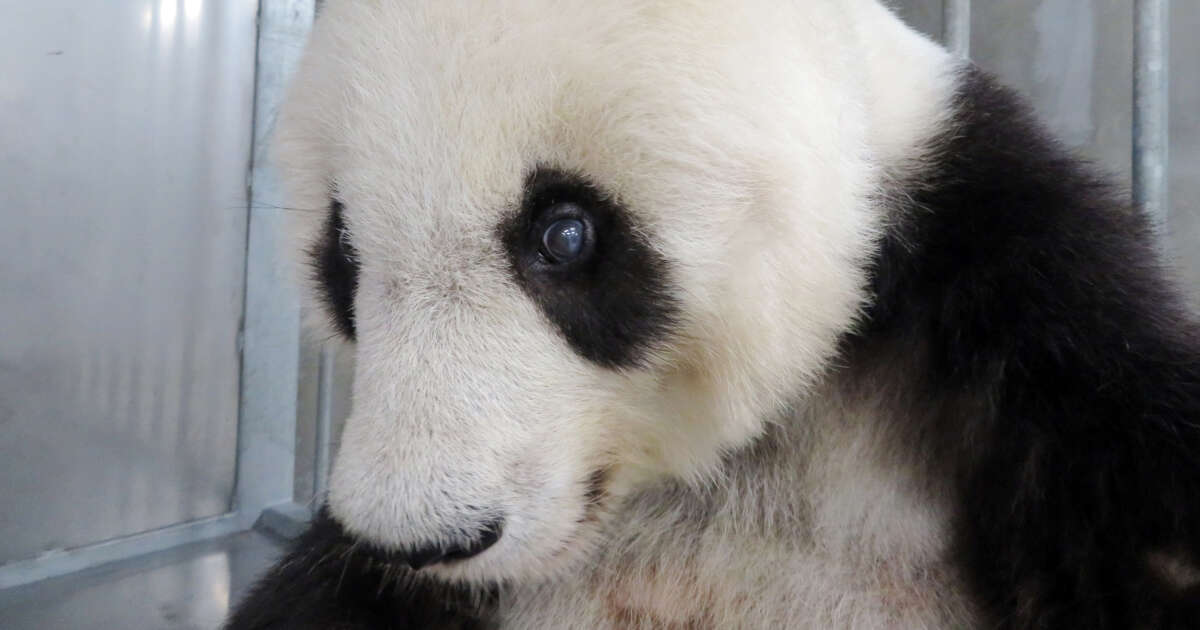 クマじゃないから…動物園のパンダ「実はハチミツ嫌い」だった！