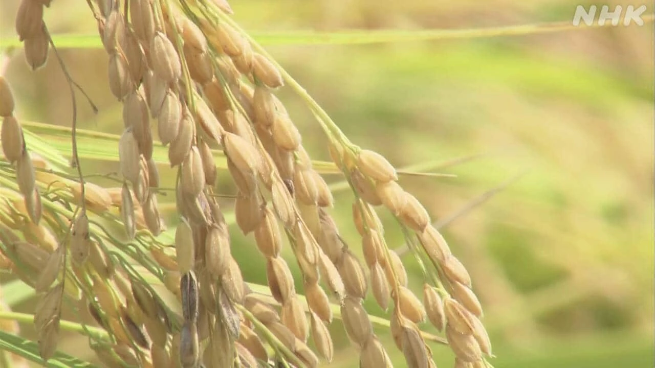 コメの予想収穫量 去年比63万トン増