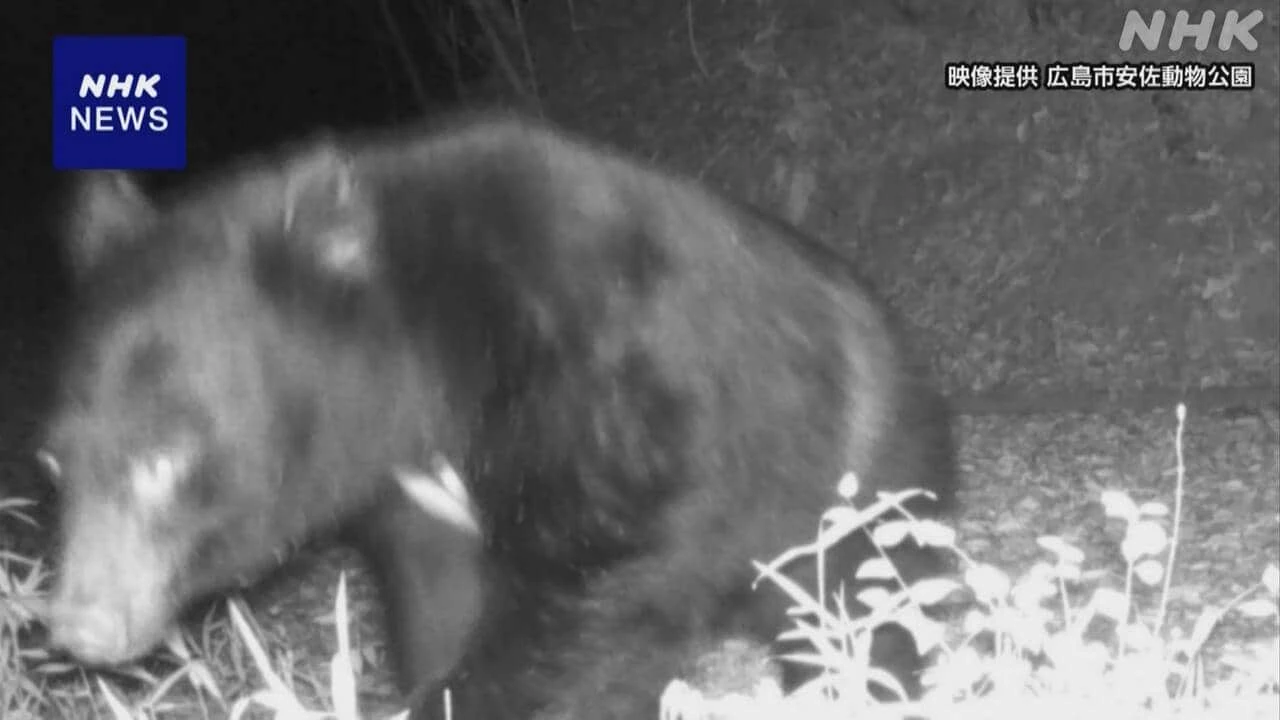 広島 安佐動物公園 カメラに野生ツキノワグマ 一部閉鎖し営業
