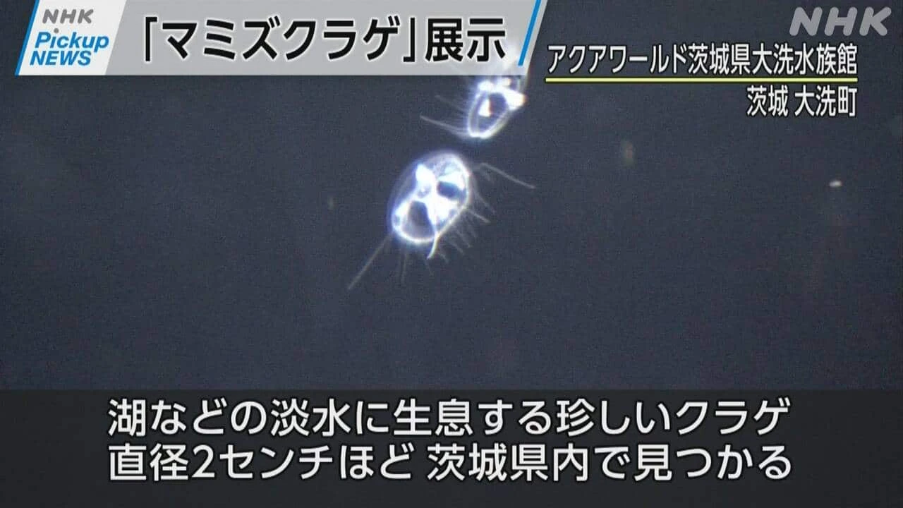 【動画】Pickup NEWS(7月5日）