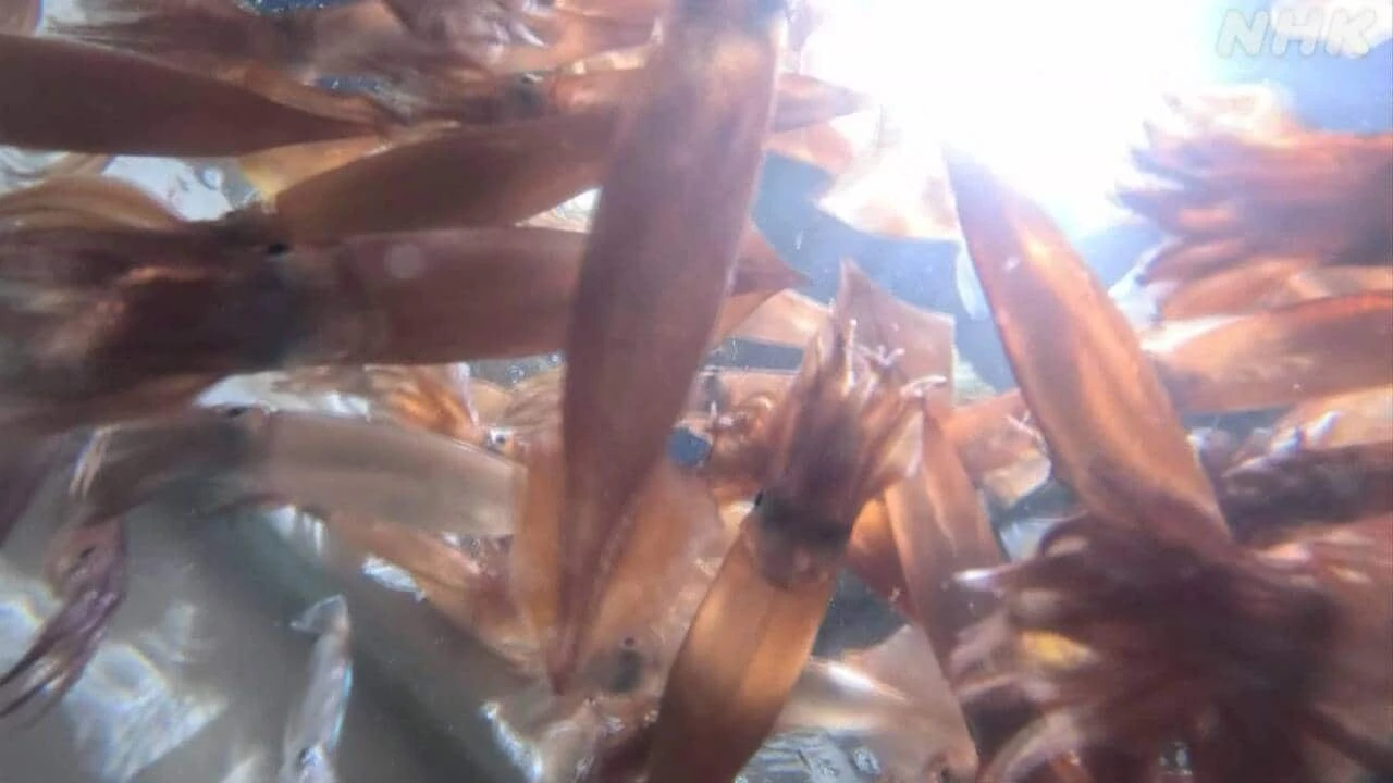 スルメイカ漁獲量増も 漁業者「困った」何が？