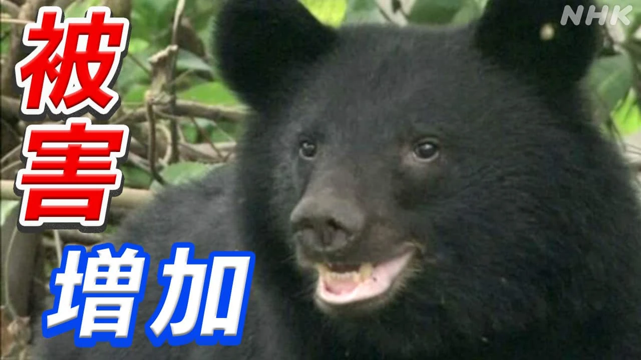クマ被害増加 背景を分析 専門家“リスク想定し対策を”