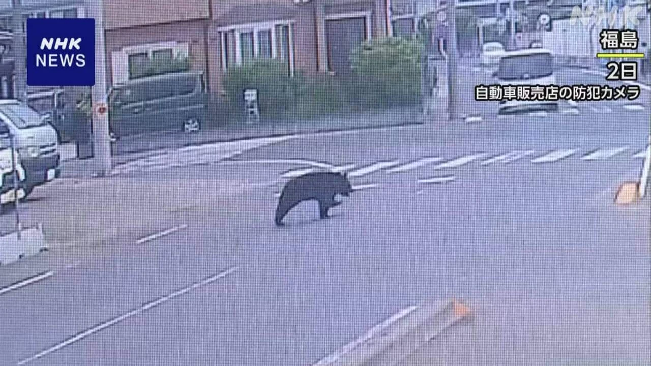 クマ人身被害 少なくとも9都道県で25人 4人が死亡 NHKまとめ