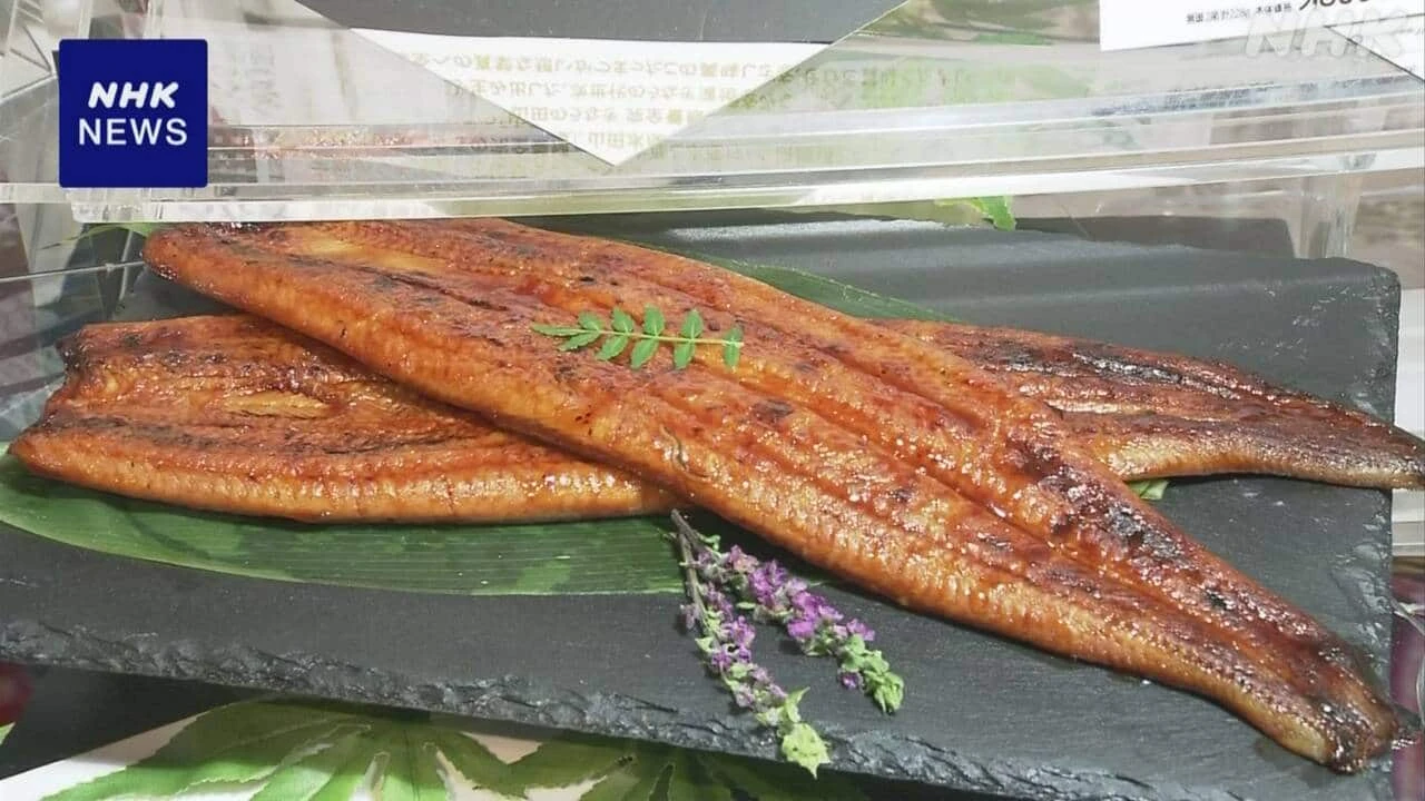 完全養殖ウナギ あすからオンラインで試験販売開始