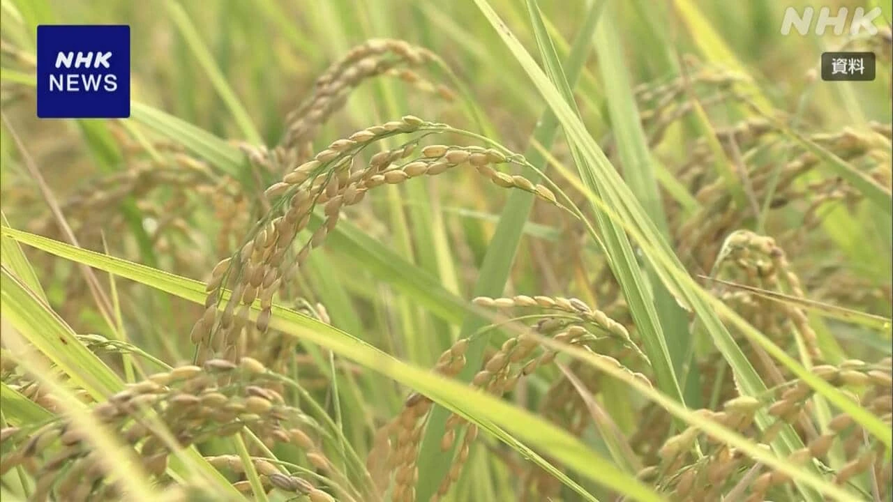 ことしの新米「1等米」の割合は77％ 品質おおむね例年並み