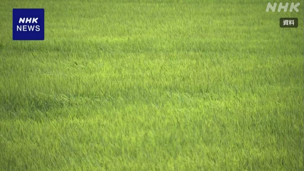 主食用米の作付面積は去年並みの水準に 農水省4月末調査