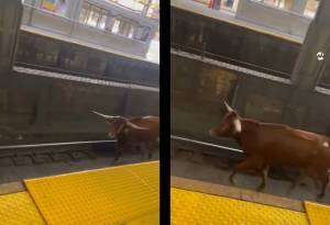 Toro passeggia sui binari della New Jersey Transit, circolazione in tilt: choc negli Usa