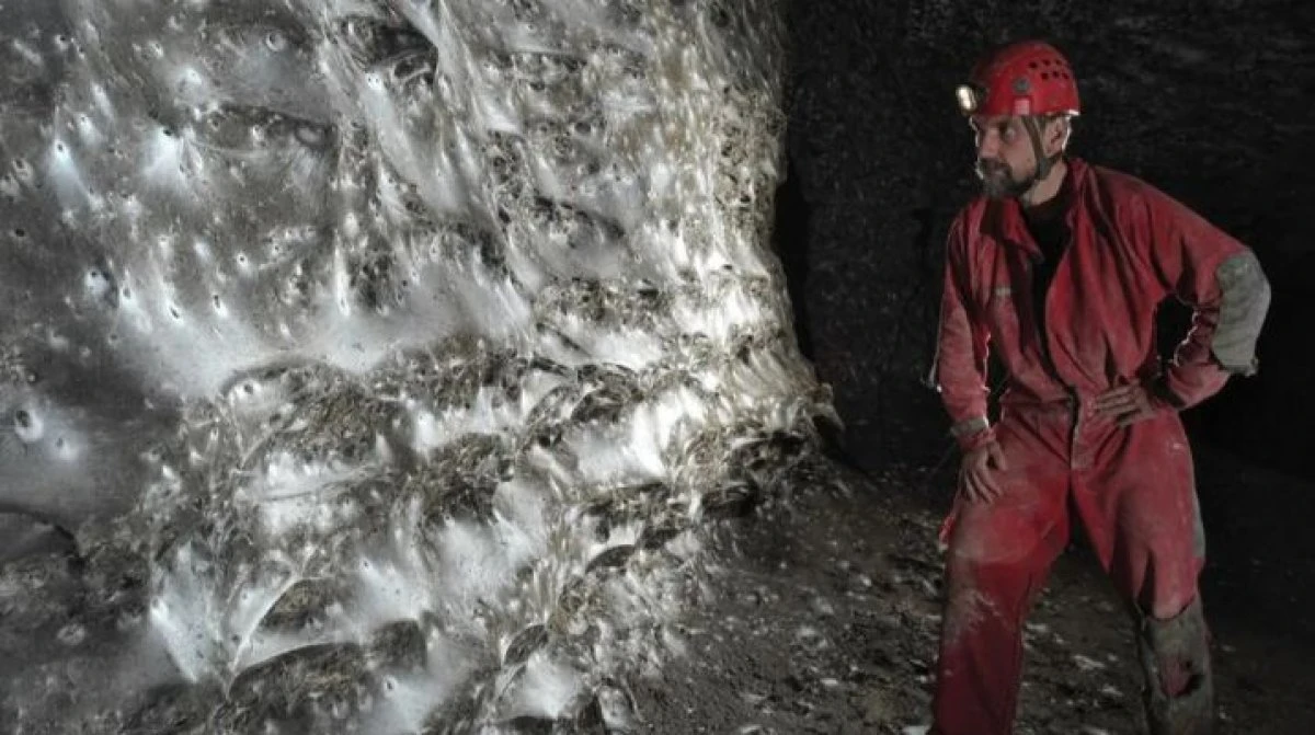 Ученые нашли крупнейшую в мире паутину - в ней живут более 111 тыс. пауков