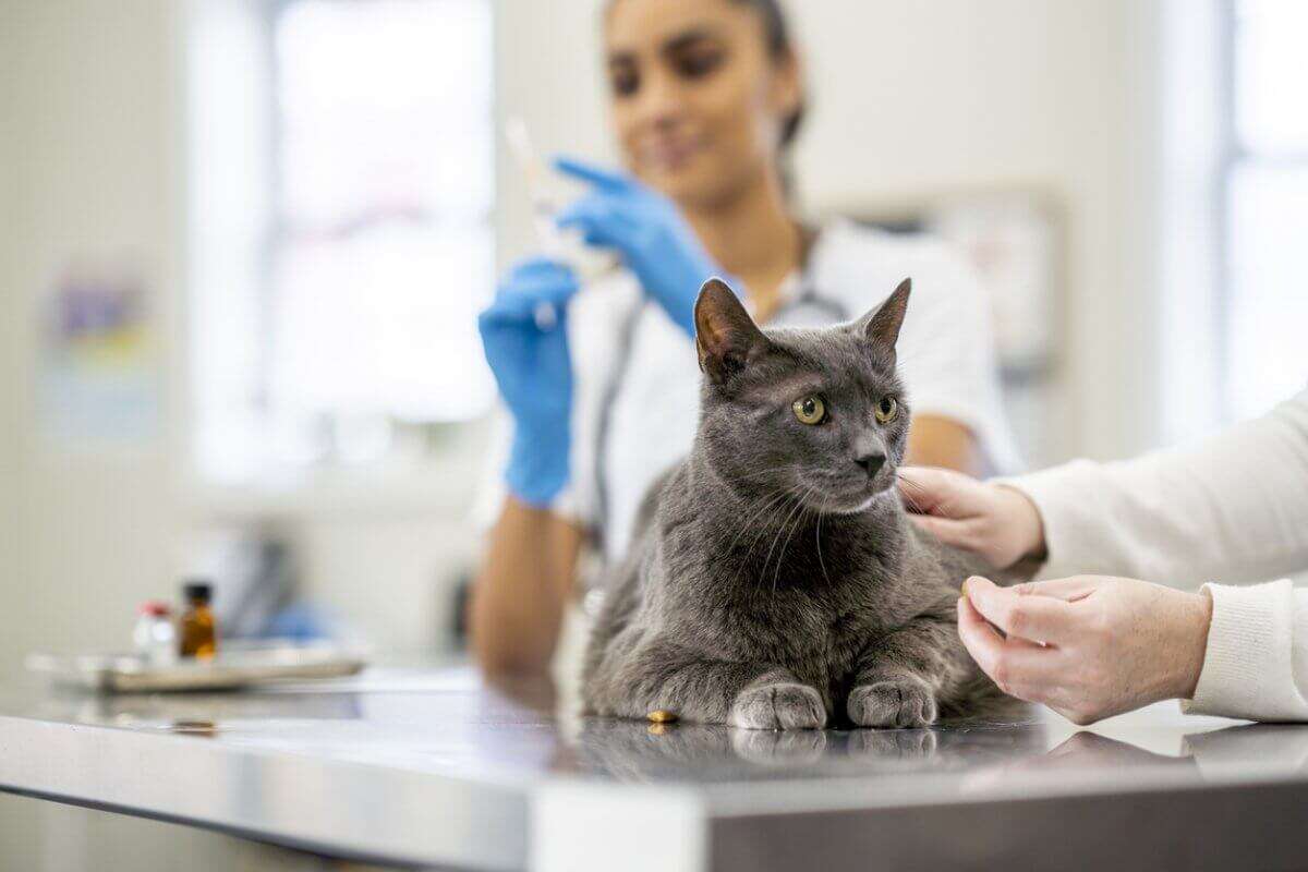 Неизвестный расстреливает кошек на улицах города