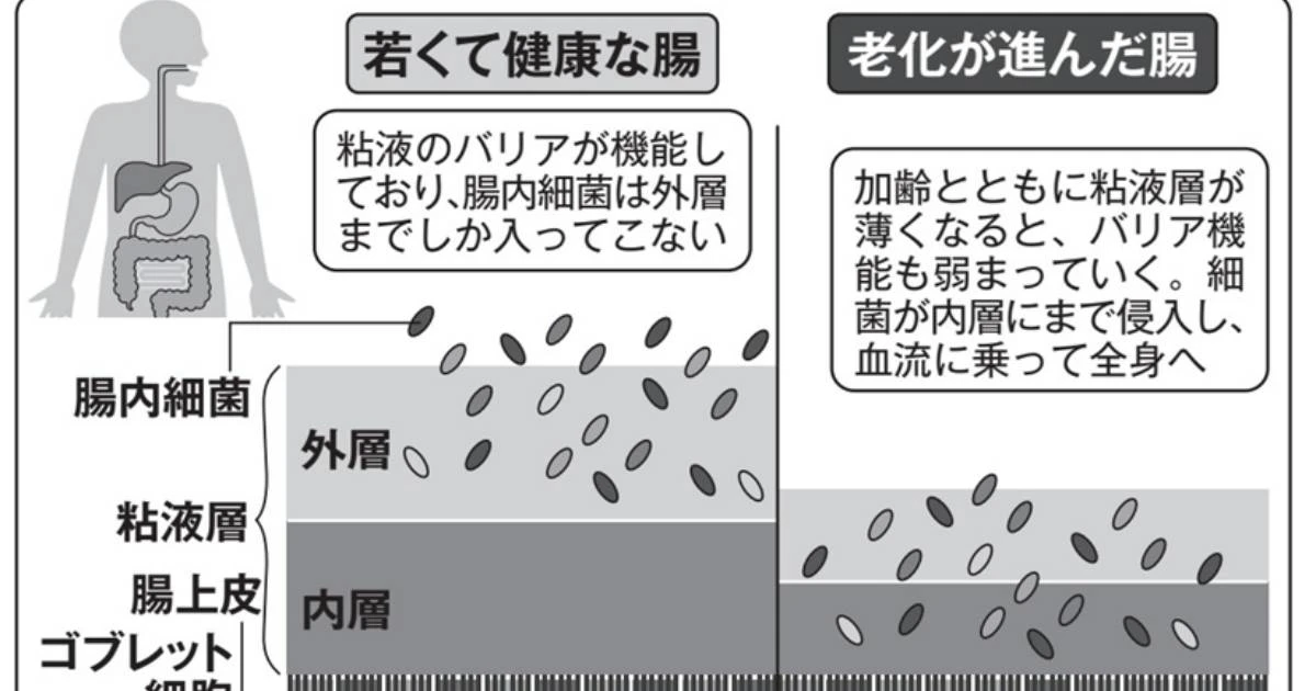 実は「歯磨きのタイミング」を変えるだけでいい…９割の人が知らない「最強の腸活」のやり方