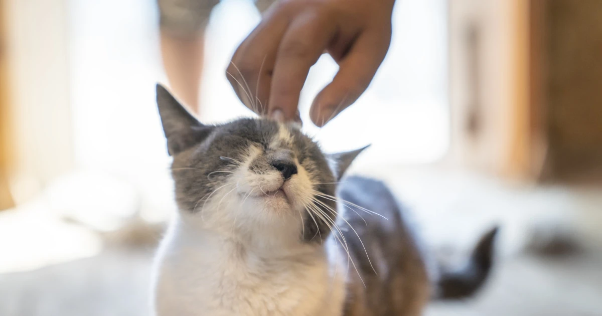 「窓から入ってきたネコを飼い始める」「絶縁した父親と再会」…全てを失った元AD会社社長が取り戻し始めた「人間の生活」