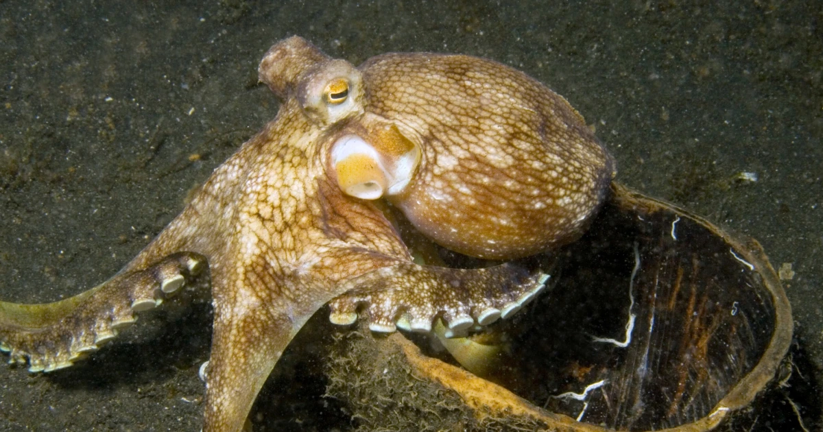 「脳が大きいと長寿命」衝撃の真偽…じつは、当てはまらない残念な生物がいる。「常識」が通じない、納得の理由